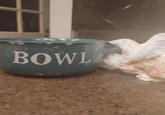 BOWL W