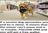 If a service dog aproaches you and he is alone. It means that the owner can't move and is in trouble. FOLLOW HIM and you will get a free wallet.