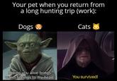 Your pet when you return from a long hunting trip (work): Dogs 16: @starwars sheevposung Cats Seeing you alive brings warm feelings to my heart You survived!