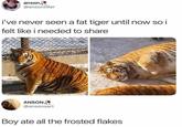 anson, @ansontiller i've never seen a fat tiger until now so i felt like i needed to share ANSON, @ansonsart Boy ate all the frosted flakes