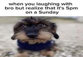 when you laughing with bro but realize that it's 5pm on a Sunday Dog A meme captioned, "when you laughing with bro but realize that it's 5pm on a Sunday." The meme uses an image of a terrier dog.