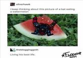 silverhawk i keep thinking about this picture of a bat eating a watermelon theblogginggoth Living his best life. *FLOORFA 2025