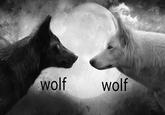 wolf wolf