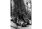 MARIPOSA GROVE BIG TREES California WANDNA