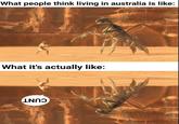 What people think living in australia is like: What it's actually like: LNN THE-ETRNAL EMPEROR
