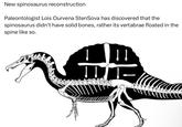 New spinosaurus reconstruction Paleontologist Lois Ourvena StenSova has discovered that the spinosaurus didn't have solid bones, rather its vertabrae floated in the spine like so.