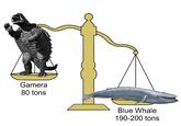 Gamera 80 tons Blue Whale 190-200 tons