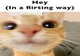 Hey (In a flirting way) @wholesome.beancat