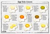 Egg Yolk Colors © 2023 Hill to Holler Homestead Varying yolk colors are often the result of a chicken's diet. Double yolks and spots can be a one-off, or a tendency of the hen who laid the egg. Pale Yolks • Safe to eat Caused by diet rich in grains such as: sorghum, wheat, barley, and other pale foods like white cornmeal Yellow Yolks • Safe to eat • Most common yolk color • Often caused by a diet rich in soy, yellow corn, or alfalfa meal Green Yolks • Safe to eat • Caused by a diet containing tannins, high amounts of chlorophyll, cottonseed meal, or acorns Double Yolks Safe to eat Yolks may be small Usually laid by new layers, heavy laying breeds, and hens that are more than a few years old Golden Yolks • Safe to eat • Caused by a diet rich in carotenoids, such as: tomatoes and other fresh vegetables, and when free ranging Chalazae Safe to eat • White thready appearance •Centers the yolk, and anchors it to the shell Orange or Red Yolks • Safe to eat • Caused by a diet that's very rich in carotenoids and xanthophyll, such as: red peppers, carrots, pumpkin, fresh greens, and even marigolds Brown or Red Spots • Safe to eat, can be removed if preferred • Can be in either the yolk or the white Blood or meat spots Caused by glitches during egg formation Brown Yolks Safe to eat •Caused by a diet containing tannins such as: acorns, grapes, and wild nuts Hill to Holler HOMESTEAD- @hilltoholler (www) hilltoholler.com hilltoholler Love our infographics? Feel free to share!