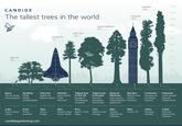 CANDIDE The tallest trees in the world Oak Tree 35m Karri Tree 73m Douglas Fir 67m Dave Geoffrey Tall-ish human Giraffe Oak tree English oak (Quercus robur) camelopardalis) Atlantis Space shuttle (Astro returnum) Tallest tree in the UK General Sherman 84m Centurion 100m Douglas fir (Pseudotsuga menziesii) Tallest tree in Europe Karri tree (Eucalyptus diversicolor) General Sherman Big Ben Massive clock Giant sequoia (Clockus (Sequoiadendron maximus) giganteum) 1.8m 5.5m 35m 56m 67m There's always African Across a Dave savannah Europe Kennedy Space Center, Florida candidegardening.com 73m Betws Y Coed, Valle de Canas, Wales Portugal Hyperion 120m 116m 110m 100m 90m 80m 70m 60m 50m 40m 30m 20m 10m Centurion Mountain ash (Eucalyptus regnans) Hyperion Coast redwood (Sequoia sempervirens) 84m 96m 100m Sequoia London, UK National Park, California Tasmania, Australia 116m Redwood National Park, California