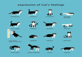 expression of Cat's feelings 66 INTERESTED FRIENDLY ATTENTIVE RELAXED SATISFIED THIS IS MINE FRIENDLY CAUTIOUS TRUSTING LET'S PLAY WORRIED ANXIOUS IRRITATED GOOD TO SEE YOU FRIGHTENED SUPER TERRIFIED FOCUS HUNTING