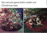 My cat just gave birth under our Christmas tree.