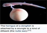 The horngus of a dongfish is attached by a scungle to a kind of dillsack (the nutte sac).[77]