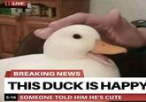 LIVE BREAKING NEWS THIS DUCK IS HAPPY 5:16 SOMEONE TOLD HIM HE'S CUTE