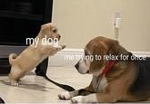 my dog me trying to relax for once