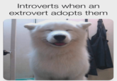 Introverts when an extrovert adopts them