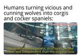 Humans turning vicious and cunning wolves into corgis and cocker spaniels: w/Puzzleheaded Step468 We modified their genetic structure to make them less independent than the original host