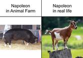 Napoleon in Animal Farm Napoleon in real life Freeling SA.