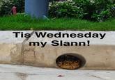 Tis Wednesday my Slann!