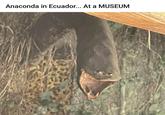 Anaconda in Ecuador... At a MUSEUM