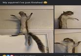 My squirrel I've just finished → You and 12 others 6 comments