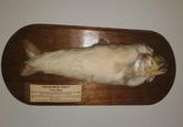 FUR BEARING TROUT Very Rare CAUGHT WHILE TROLLING IN LAKE SUPERIOR OFF GROS CAP. NEAR SAULT STE MARIE. DISTRICT OF ALGOMA It is believed that the great depth and the extreme penetrating coldness of the water in which these fish live, has caused them to grow their dense cost of (usually) white fur. Mounted by ROSS C. JOBE. Taxidermist of Sault Ste. Marie, Ont.