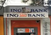 ING BANK ING BANK ING Bank Kart varse, nokit ukinting gek VISA troy VISA PAY Maestro 50 222 0 600
