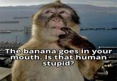 The banana goes in your mouth. Is that human stupid?