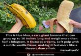 This is Hua Moa, a rare giant banana that can grow up to 10 inches long and weigh more than half a kilogram. It features creamy, soft pulp with a subtle vanilla flavor, making it feel more like a dessert than a fruit. WeirdWorld @weirdworldinsta