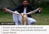 GETTY IMAGES Simba's ears being held up by his proud owner - Pakistani goat breeder Mohammad Hasan Narejo