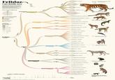 Felidae Cats family tree Colloquially referred to as cats, Pi of in the which fadesinage and a species While going a complete picture of the cat family free and its rolurion, this viation includes an overview of each species sizes and con male average weight in kg IUCN conservation status Critically Endangered Venerable Near Theate population left in the wild Felidae (family) Pantherinae Panthera tineage Y Panthers N Leopard (and) domestic cat ang length (c) (P) Snow leopard (uncia) ●Tiger (Liria) Clouded leopant (V. n) Sunda Clouded leopard (Nord) Baycat (Cali) Catoma her cat lineage 5.4 Pando Caracal Asian golden eat (C. tem Martled of (rear) C(CC) African golden cat (Cut) Let Serval (Sena) Geoffroy's or (gray) population about s Leopard Anden mountain () Ourke line population about 1,400 -Pumpus cat (2. colocuta) Margy (wind) Therian lynx ( panti) population about Lynx L Felinae дани Canate lys ( conat Felidae evolution timeline 10.33 million years ago 10 Bob (1) Pema Cougar (color) Нетра Page gurundi (11. yeg Acinony Cheran (A) -Leopard (en) Prionailur Plbing cat (7) Leopard cat lineage -Pt-headed of plen) Crocoloba Domestic cat sce Rustysported (big) Mack-food at nig Sand (F. Mergerit) chinese mountain case) African wilde (F) Bumpon willed (7) Domestic cat (c) Today in comparison, more than p the globe.
