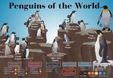 Penguins of the World Banded Penguins Brush-Tailed Penguins Little Penguin Large Penguins Crested Penguins Crested Penguins (Genus Eudyptes) 5.Royal 6.Northern Banded Penguins (Genus Spheniscus) 8.Magellanic 9.African 1.Fiordland 2.Macaroni 3.Erect-Crested Rockhopper 4.Snares 7.Southern 10.Humboldt 11.Galapagos Rockhopper Yellow-Eyed Penguin Brush-Tailed Penguins (Genus Pygoscelis) 12.Chinstrap 13.Gentoo 14.Adelie Yellow-Eyed Penguin (Genus Megadyptes) Large Penguins (Genus Aptenodytes) 15.Yellow-Eyed 17.King 18.Emperor Derthick 2024 Penguins International Little Penguin (Genus Eudyptula) EX EW CR EN VU NT LC 16. Little Blue Extinct Extinct in the wild Threatened Near Least Threatened Concerned