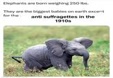 Elephants are born weighing 250 lbs. They are the biggest babies on earth except for the anti suffragettes in the 1910s made with mematic
