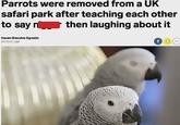 Parrots were removed from a UK safari park after teaching each other to say n Haven Orecchio-Egresitz 23 hours ago then laughing about it f