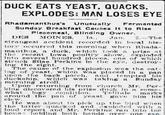 DUCK EATS YEAST, QUACKS, EXPLODES: MAN LOSES EYE Rhadamanthus's Unusually Fermented Sunday Breakfast Causes It to Rise Plecemeal, Blinding Owner. DES MOINES, Ta.. Jan. 2.-The strangest accident recorded in local his- 1 tory occurred this morning when Rhada- manthus, a duck, which took a prize at the recent Iowa poultry show, exploded into several hundred pieces, one of which struck Silas Perkins in the eye, destroy- ing the sight. The cause of the explosion was the cat- ing of yeast. which was placed in a pan upon the back porch, and tempted his duckship, which was taking a Sunday morning stroll. Upon returning from church Mr. Per- king discovered his prize duck in a some- what logy condition. Telltale marks | around the pan of yeast gave him his clew. He was about to pick up the bird when the latter quacked and exploded with a loud report and Mr. Perkins ran into the house holding both hands over one eve