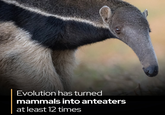 Evolution has turned mammals into anteaters at least 12 times