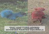 EAST HARTFORD ANIMAL CONTROL LOOKING FOR WHOEVER PAINTED SQUIRRELS BEYEWITNESS
