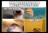 HOW EVERY ZOOM MEETING STARTS CAN YOU HEAR ME? **caniphish HELLO?