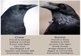 Crow Travel in Groups Habitat is Urban 8-year Life Span Caw Caw Fan Shaped Tail Smaller and Flatter Bill Extremely Intelligent Raven Travel in Pairs Habitat is Wild 30-year Life Span Gronk Gronk Wedge Shaped Tail Bigger & Curved Bill Extremely Intelligent