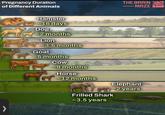 Pregnancy Duration of Different Animals THE BRAIN MAZE Hamster ~16 days Dog ~2 months Lion ~3.5 months Goat ~5 months Cow ~9 months Horse ~12 months Frilled Shark ~3.5 years Elephant ~2 years