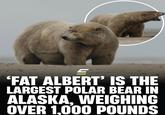 드 'FAT ALBERT' IS THE LARGEST POLAR BEAR IN ALASKA, WEIGHING OVER 1,000 POUNDS