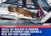 BOS EX THEPROJECT FREYA THE WALRUS IS SINKING BOATS IN NORWAY AND HAVING A REAL HOT GIRL SUMMER