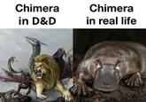 Chimera in D&D Chimera in real life