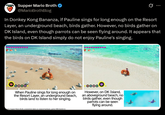 Supper Mario Broth @MarioBrothBlog 0 In Donkey Kong Bananza, if Pauline sings for long enough on the Resort Layer, an underground beach, birds gather. However, no birds gather on DK Island, even though parrots can be seen flying around. It appears that the birds on DK Island simply do not enjoy Pauline's singing. તુ Explore the Underground World 1092 Start an Emerald Rush When Pauline sings for long enough on the Resort Layer, an underground beach, birds land to listen to her singing. However, on DK Island, an aboveground beach, no birds gather, even though parrots can be seen flying around. urce: Supper Mario Broth, screenshots taken on original hardware, game: DKB (Switch 2)