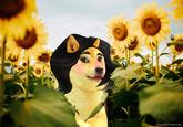 dogemuchwow.com