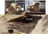 Fish Cat