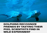 DOLPHINS RECOGNIZE FRIENDS BY TASTING THEIR PISS, SCIENTISTS FIND IN WILD EXPERIMENT