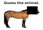 Guess the animal.
