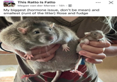 THIS RA This Ratto Is Fatto Megan van der Merwe - 18h. My biggest (hormone issue, don't be mean) and smallest (runt of the litter) Rose and fudge