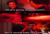 What's going on out there?! r/WholesomeMemes We're saving baby sea turtles!